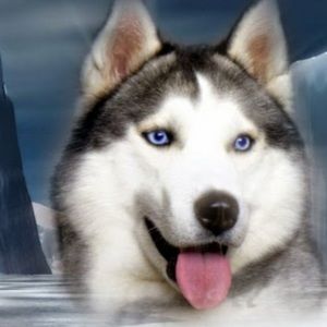 Meet your Posher, Tara